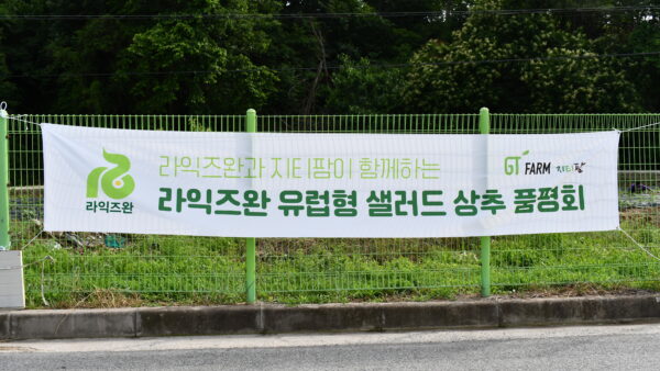 라익즈완 유럽형 샐러드 상추 품평회